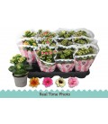 Kalanchoe mix Ø 09