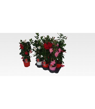 Mandevilla Sun Mix Pot 19