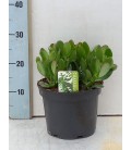 Crassula Ov Ø 21 h 25