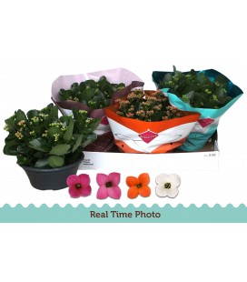 Kalanchoe coupe Ø 23 diff coul 