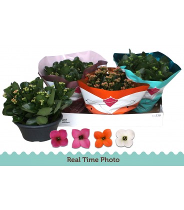 Kalanchoe coupe Ø 23 diff coul 