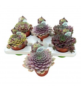 Sempervivum Ø 13