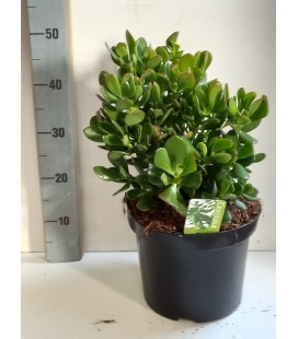 Crassula Ø 26 h 50