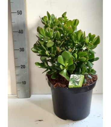 Crassula Ø 26 h 50