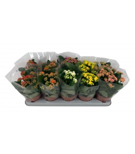 Kalanchoe mix Ø 12