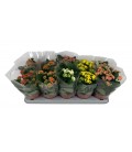Kalanchoe mix Ø 12