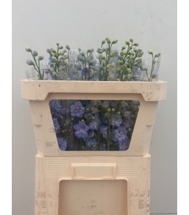 Delphinium D Centurion Skyblu 70 cm