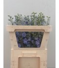 Delphinium D Centurion Skyblu 70 cm