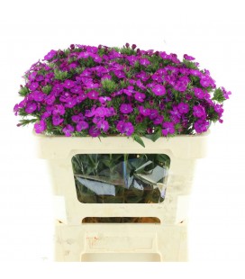 Oeillet de poete Barb Neon Purple