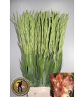 Glaieul Careless Rose 125 cm