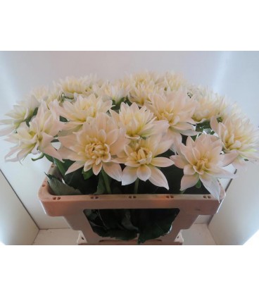 Dahlia Karma Zwaan 50cm
