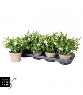 Angelonia blanc pot de 12
