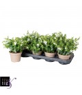 Angelonia blanc pot de 12