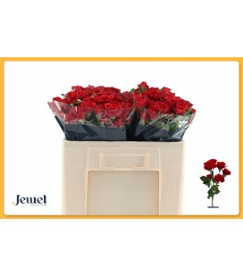 Rose Branchue Mirabel 50 cm