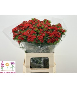 Oeillet de poete Will Scarlet 55 cm