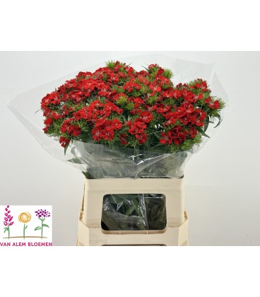 Oeillet de poete Will Scarlet 40 cm