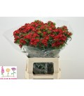 Oeillet de poete Will Scarlet 40 cm