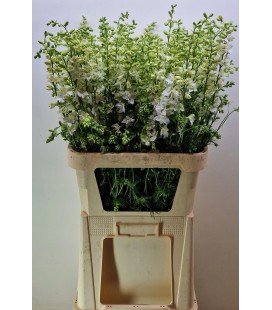Pied d'alouette Blanche 80 cm