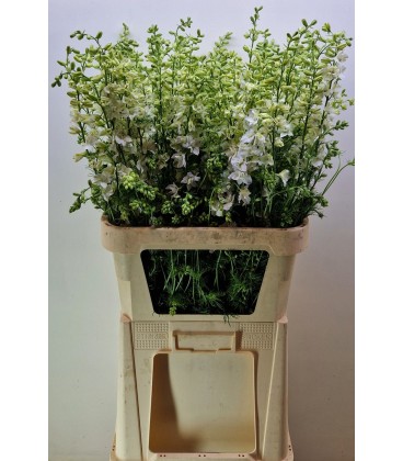 Pied d'Alouette Blanche 80 cm