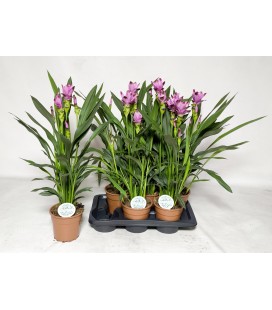 Curcuma pot 17 cm h 60 siam splash