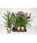 Curcuma pot 17 cm h 60 siam splash