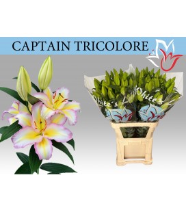 Lys Or Captaine Tricolor 