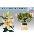 Lys Or Captaine Tricolor 95 cm