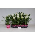 Curcuma Siam Sisto Ø 14