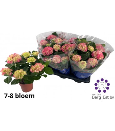 Hortensia M Hi Ocean Ø 14