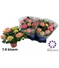 Hortensia M Hi Ocean Ø 14