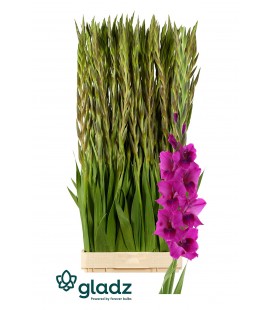 Glaieul Mystic Magenta 130 CM
