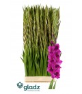 Glaieul Mystic Magenta 130 CM