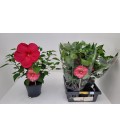 Hibiscus mosquito magenta Ø23