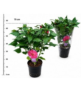 Hibiscus Mosquito Ø 23 