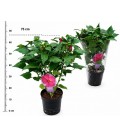 Hibiscus Mosquito Ø 23 