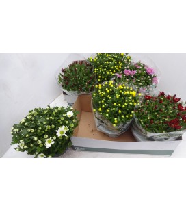 Chrysantheme coupe mix coul Ø 23