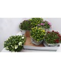 Chrysantheme coupe mix coul Ø 23