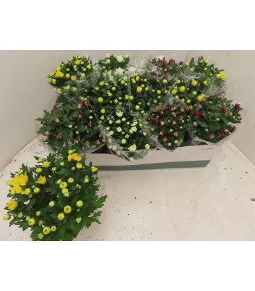 Chrysantheme pot de 12
