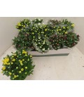 Chrysantheme pot de 12