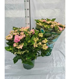 Hortensia ov Ø 23