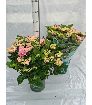 Hortensia ov Ø 23