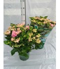 Hortensia ov Ø 23