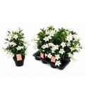 Dipladenia Blanc Ø17 h 55