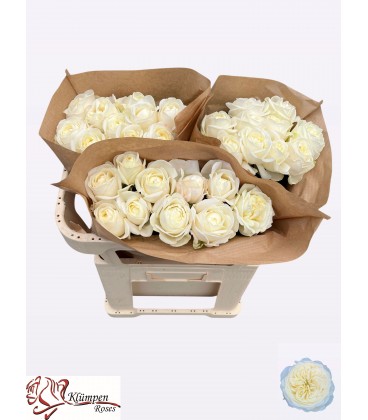 Rose Chic white 60 cm