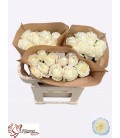 Rose Chic white 60 cm