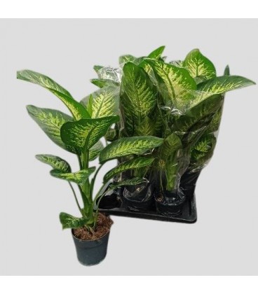 Diefffenbacia tropic snow Ø 17 h 60