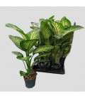 Diefffenbacia tropic snow Ø 17 h 60