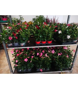 Dipladenia 10.5 mix coul rose