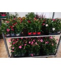 Dipladenia 10.5 mix coul rose