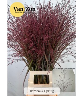 Panicum teinté bordeaux